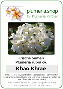 Plumeria rubra "Khao Khrae"