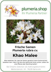 Plumeria rubra "Khao Malee"