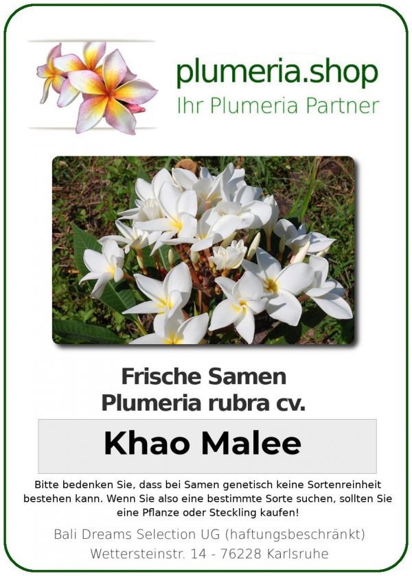 Plumeria rubra "Khao Malee"