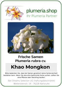 Plumeria rubra "Khao Mongkon"