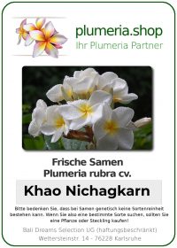 Plumeria rubra "Khao Nichagkarn"