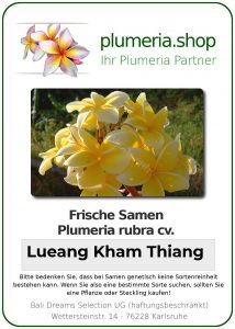 Plumeria rubra "Lueang Kham Thiang"