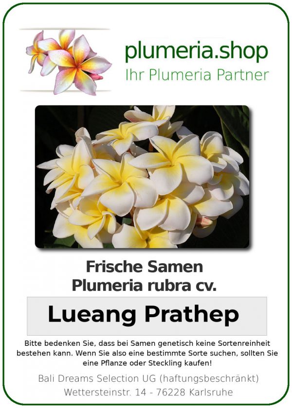 Plumeria rubra &quot;Lueang Prathep