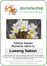 Plumeria rubra "Lueang Sakon"