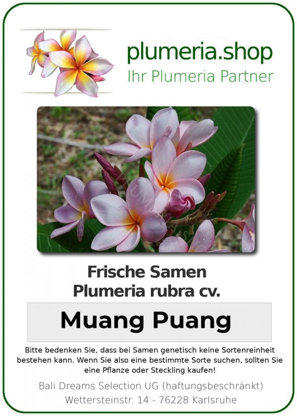 Plumeria rubra "Muang Puang"