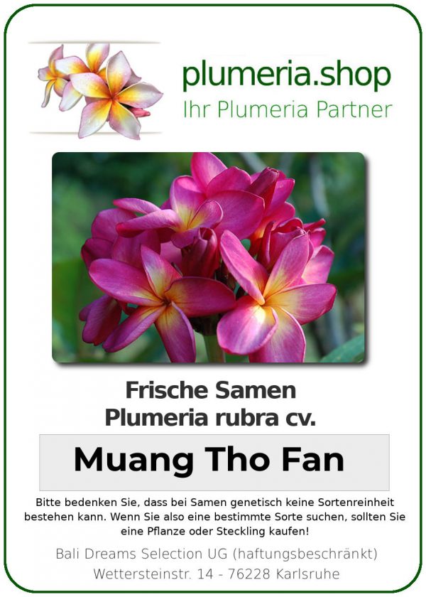 Plumeria rubra "Muang Tho Fan"