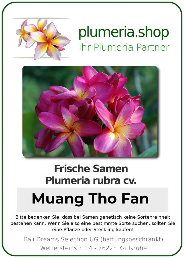 Plumeria rubra "Muang Tho Fan"