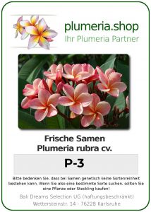 Plumeria rubra "P-3"