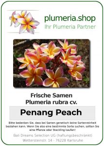 Plumeria rubra "Penang Peach"