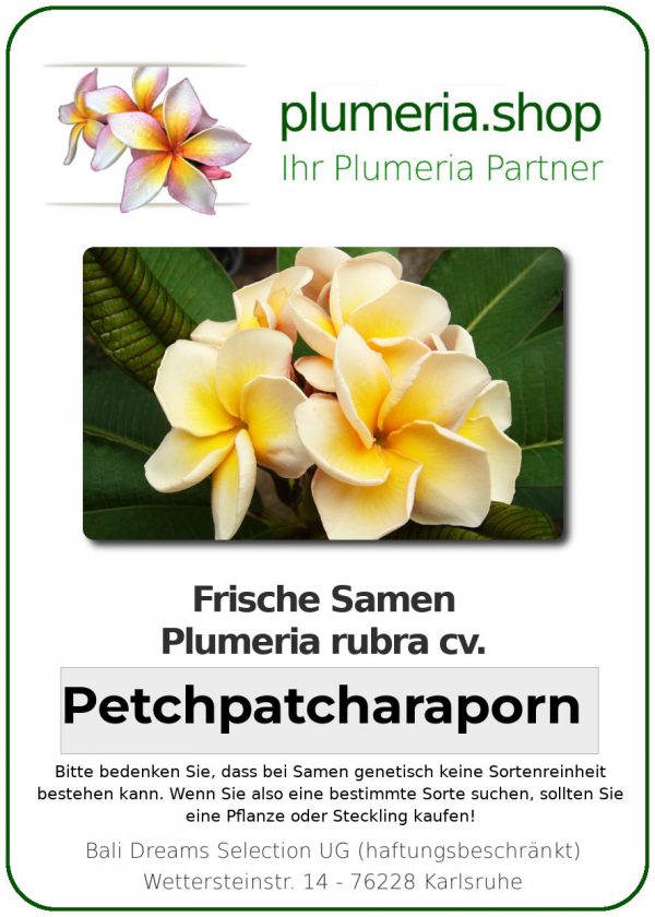 Plumeria rubra "Petchpatcharaporn"