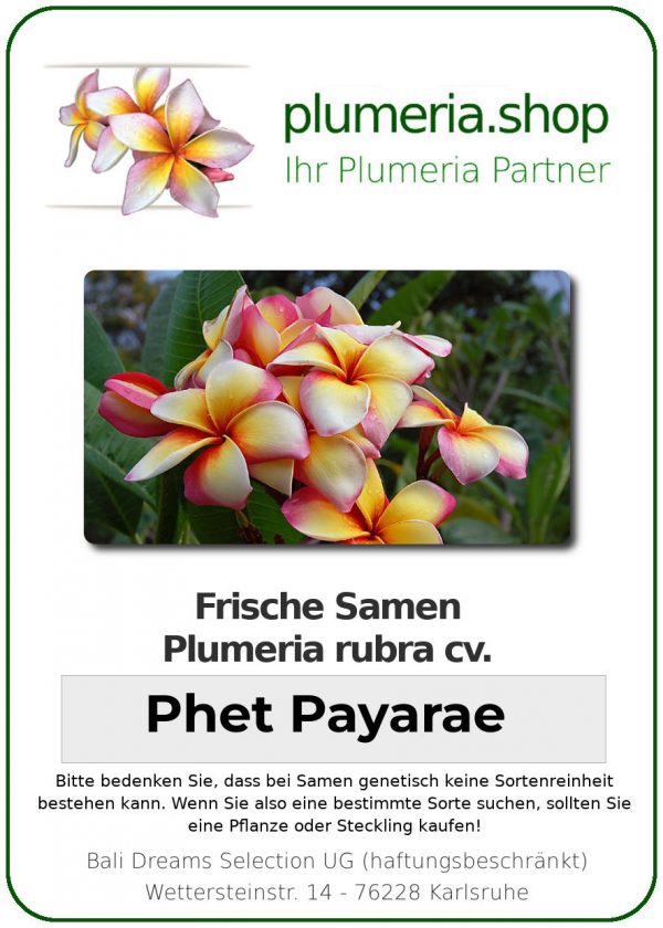 Plumeria rubra "Phet Payarae"