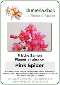 Plumeria rubra "Pink Spider"
