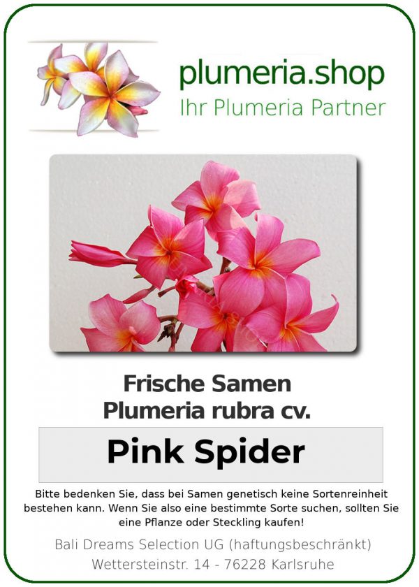 Plumeria rubra &quot;Pink Spider&quot; (araignée rose)