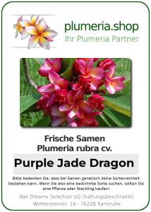 Plumeria rubra "Purple Jade Dragon"