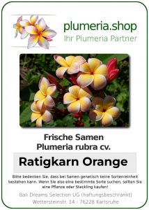Plumeria rubra "Ratigkan Orange"