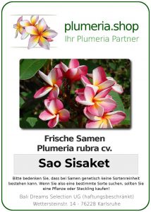 Plumeria rubra "Sao Sisaket"