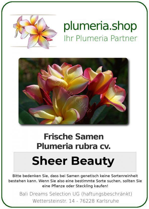Plumeria rubra "Sheer Beauty"