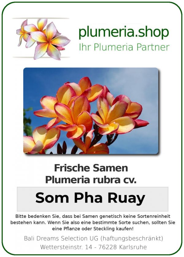 Plumeria rubra "Som Pha Ruay"