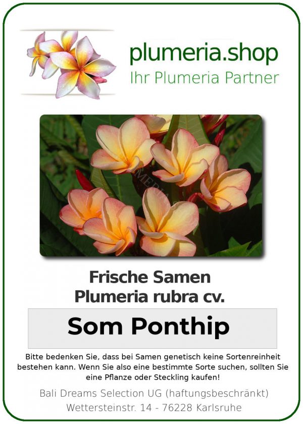 Plumeria rubra "Som Ponthip"
