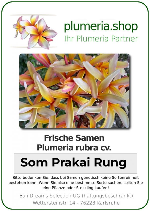 Plumeria rubra "Som Prakai Rung"