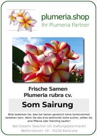 Plumeria rubra "Som Sairung"