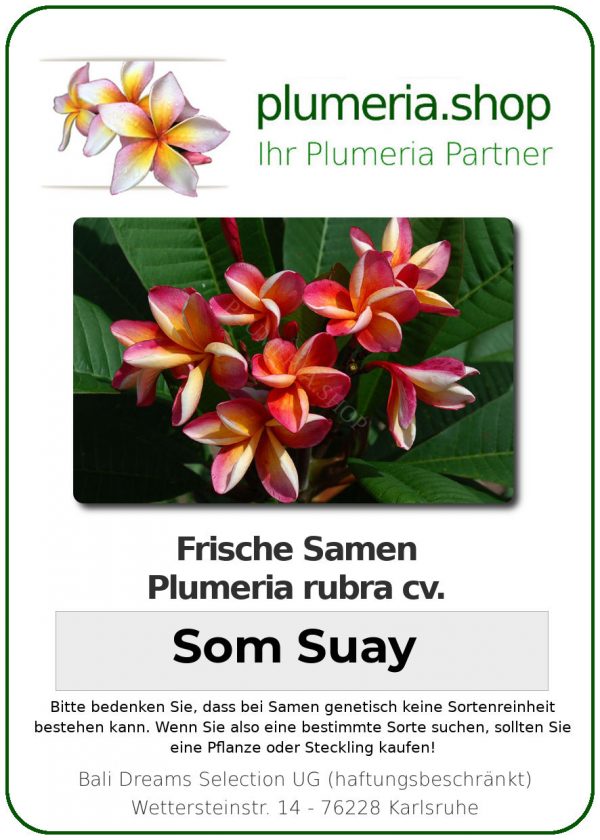 Plumeria rubra "Som Suay"