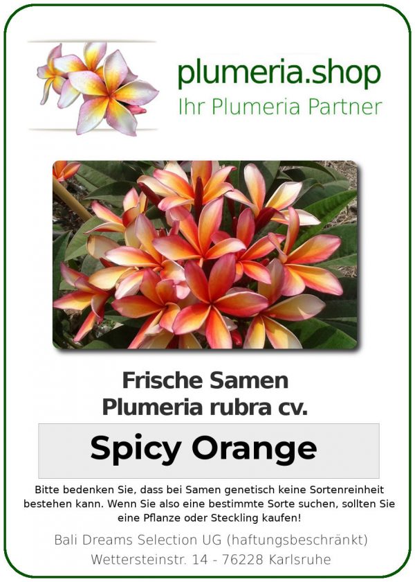 Plumeria rubra &quot;Spicy Orange