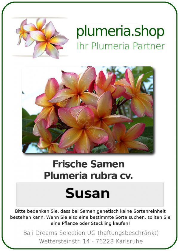 Plumeria rubra "Susan"