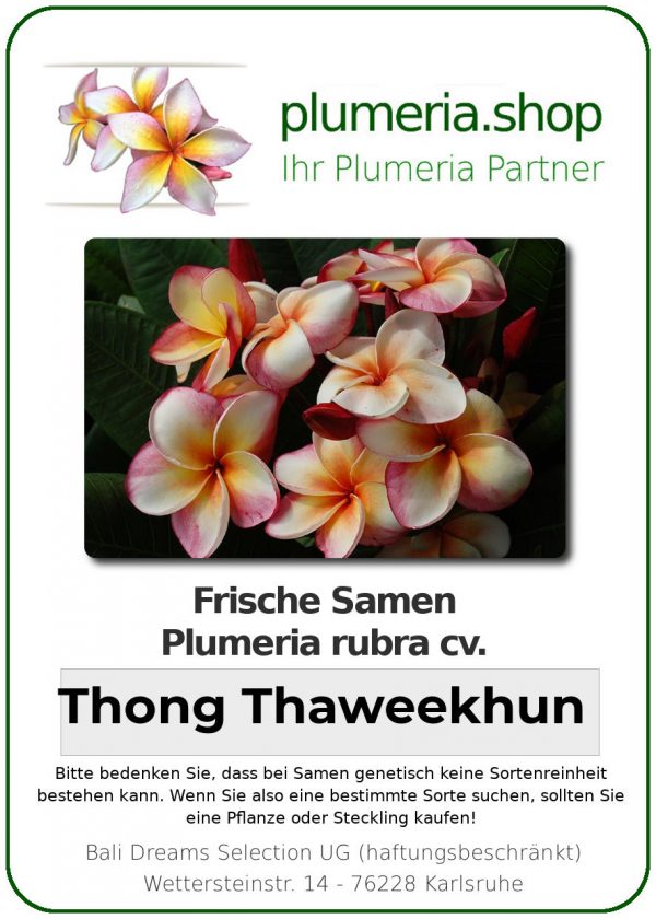 Plumeria rubra "Thong Thaweekhun"