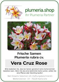Plumeria rubra "Vera Cruz Rose"