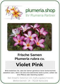 Plumeria rubra &quot;Violet Pink