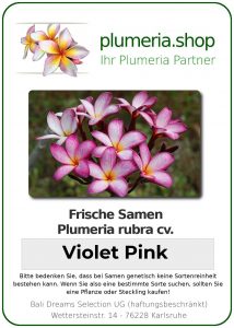 Plumeria rubra "Violet Pink"