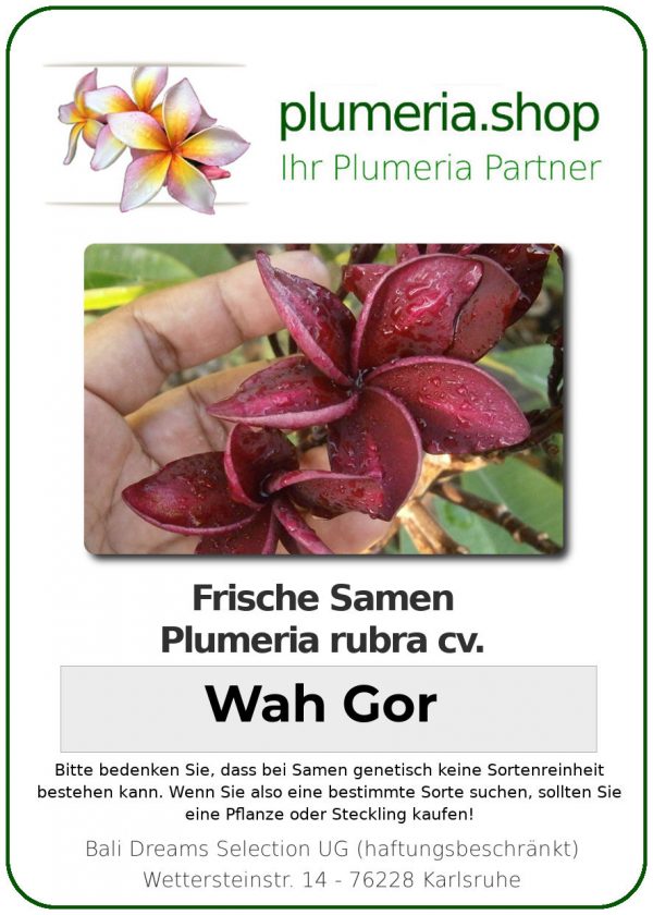 Plumeria rubra "Wah Gor"