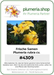 Plumeria rubra "#4309"