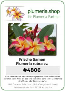 Plumeria rubra "4806" Saeng Tiang Tong