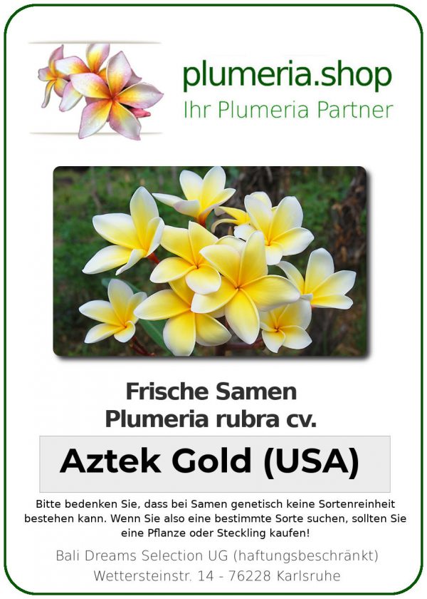 Plumeria rubra &quot;Aztek Gold&quot; (USA)