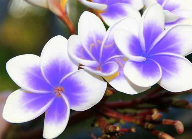 Fake Plumeria