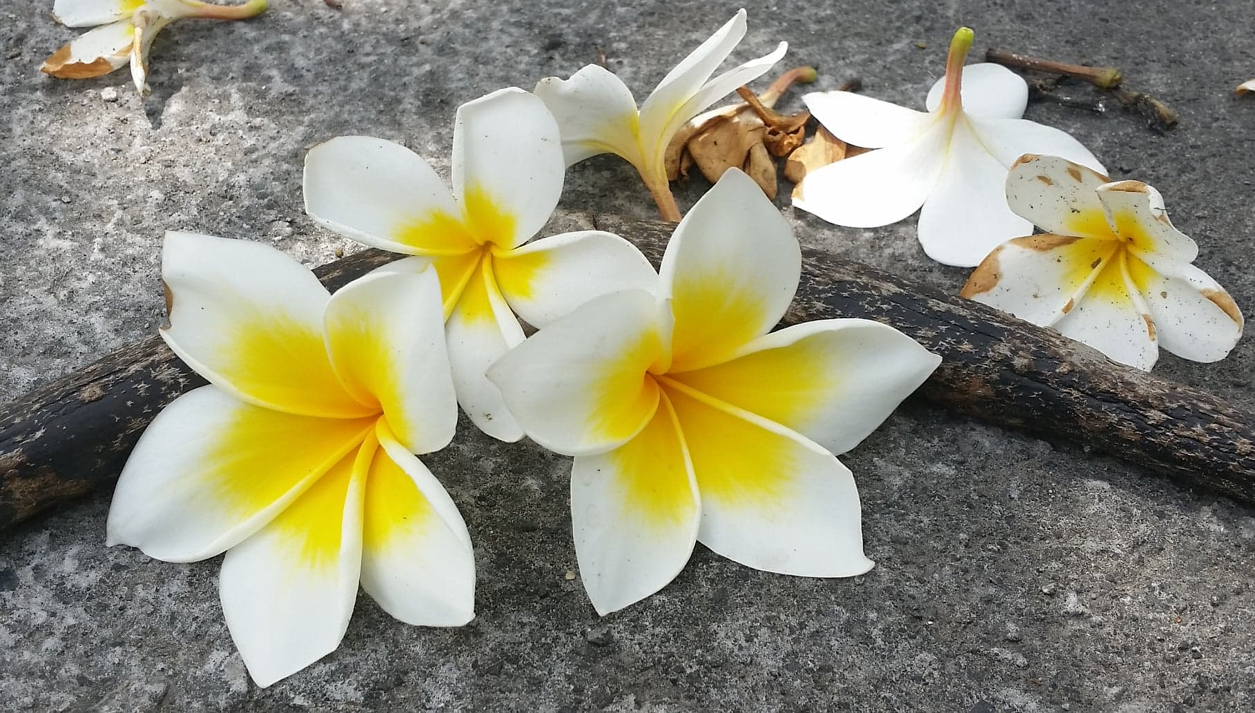 Plumeria flowers