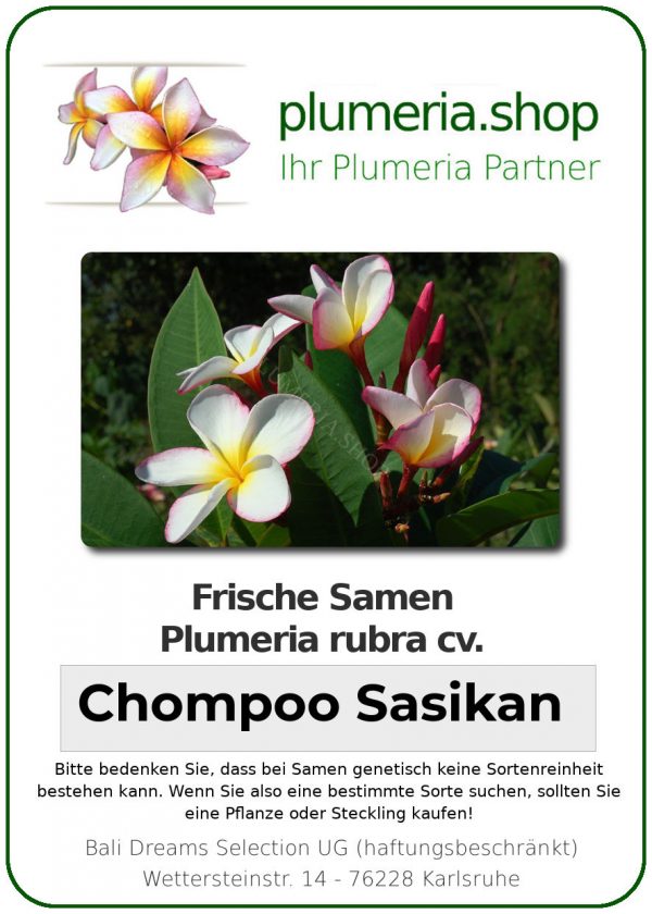 Plumeria rubra "Chompoo Sasikan"