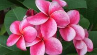 Plumeria rubra "Elsie"