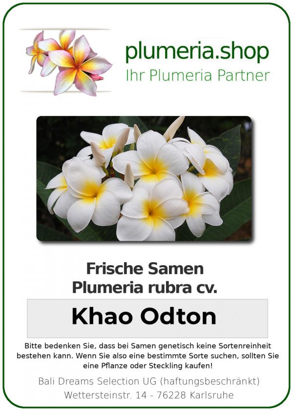 Plumeria rubra "Khao Odton"