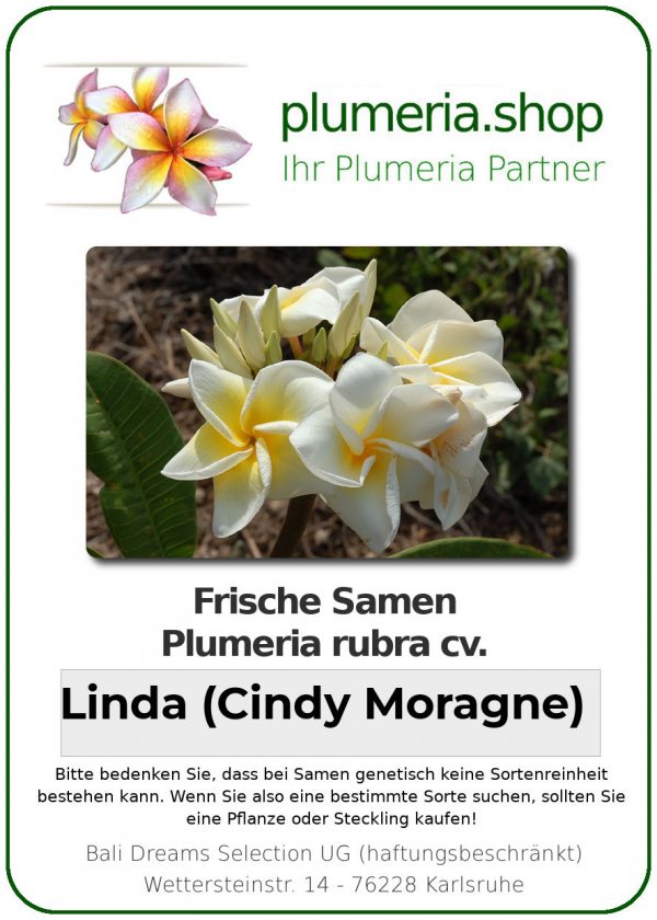 Plumeria rubra "Linda"