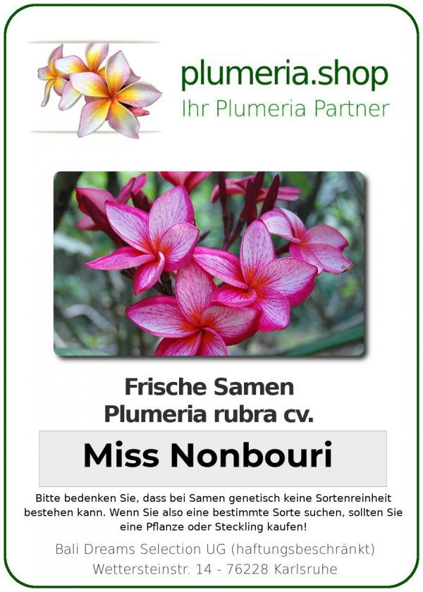 Plumeria rubra "Miss Nonbouri"