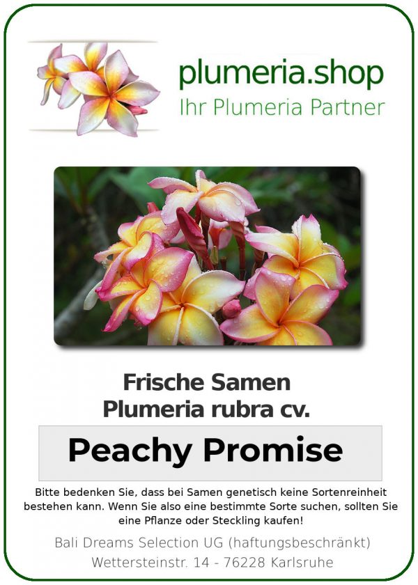 Plumeria rubra &quot;Peachy Promise&quot; (Promesse de Pêche)