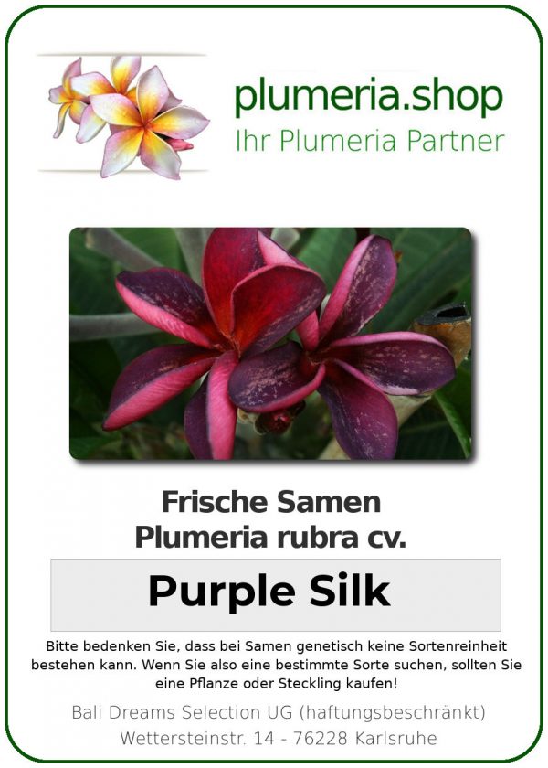 Plumeria rubra &quot;Purple Silk