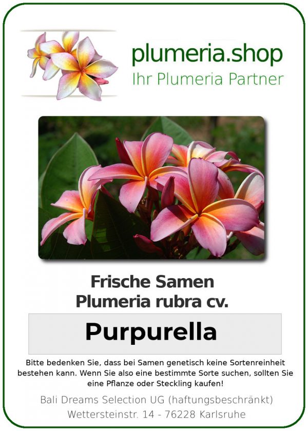 Plumeria rubra "Purpurella"