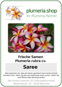 Plumeria rubra "Saree"