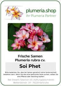 Plumeria rubra "Soi Phet"