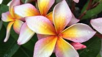 Plumeria rubra "Xanadu"