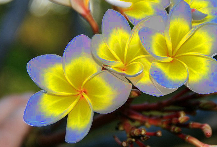 Fake Plumeria